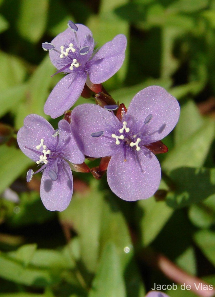 Murdannia spirata var. spirata (L.) G.Brückn.